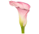 گل شیپوری آلما